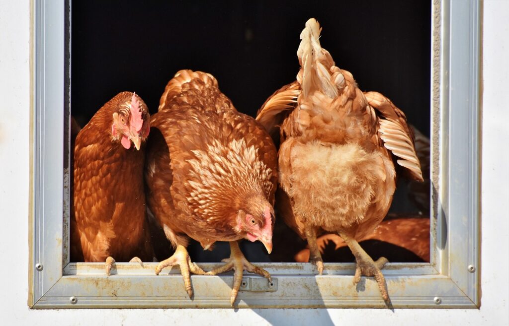 chicken, hen, poultry-3662513.jpg